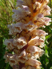 Orobanche hederae